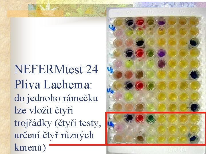 NEFERMtest 24 Pliva Lachema: do jednoho rámečku lze vložit čtyři trojřádky (čtyři testy, určení