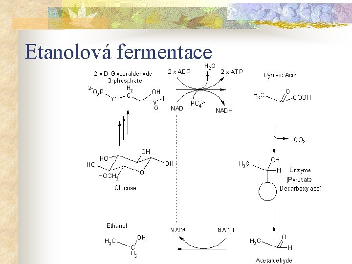 Etanolová fermentace 