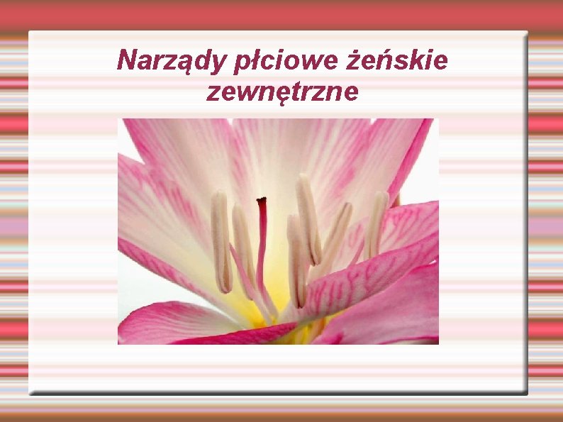 Narządy płciowe żeńskie zewnętrzne Narządy płciowe żeńskie zewnętrzne