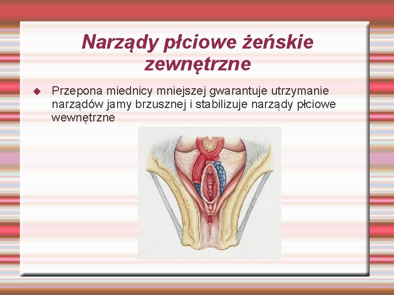 Narządy płciowe żeńskie zewnętrzne Przepona miednicy mniejszej gwarantuje utrzymanie narządów jamy brzusznej i stabilizuje Narządy płciowe żeńskie zewnętrzne Przepona miednicy mniejszej gwarantuje utrzymanie narządów jamy brzusznej i stabilizuje