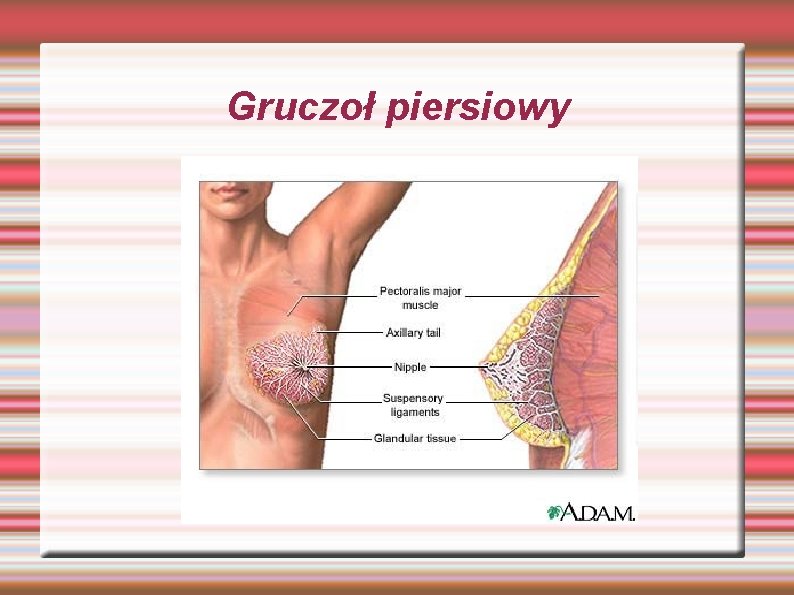 Gruczoł piersiowy Gruczoł piersiowy