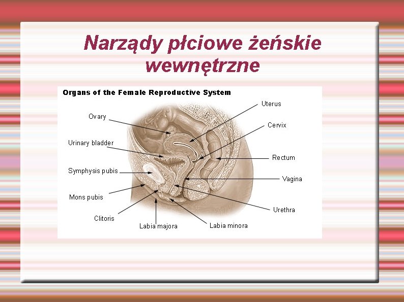 Narządy płciowe żeńskie wewnętrzne Narządy płciowe żeńskie wewnętrzne