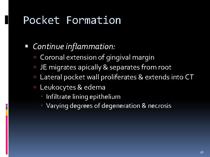 Pocket Formation Continue inflammation: Coronal extension of gingival margin JE migrates apically & separates