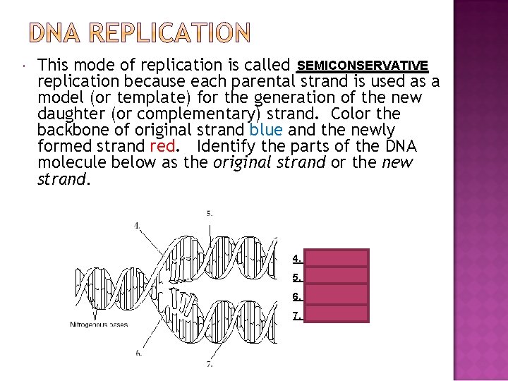  This mode of replication is called SEMICONSERVATIVE replication because each parental strand is