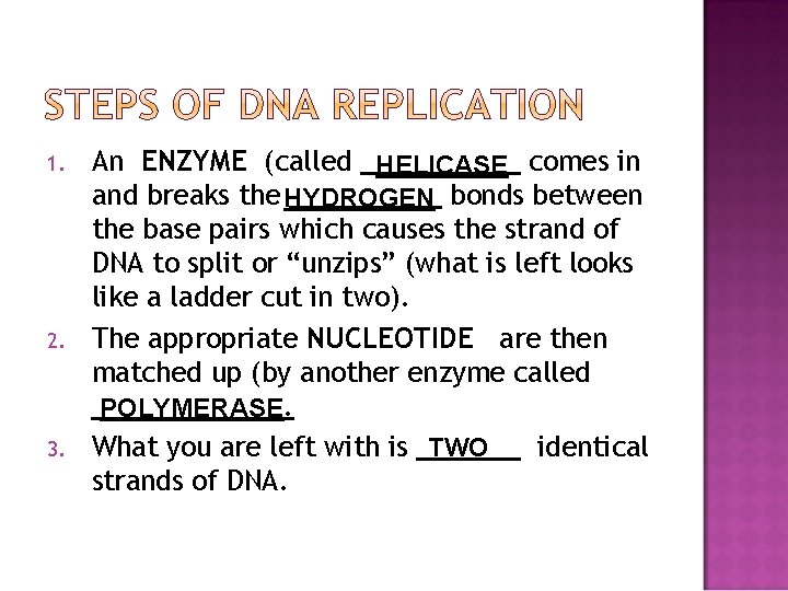 1. 2. 3. An ENZYME (called HELICASE comes in and breaks the HYDROGEN bonds