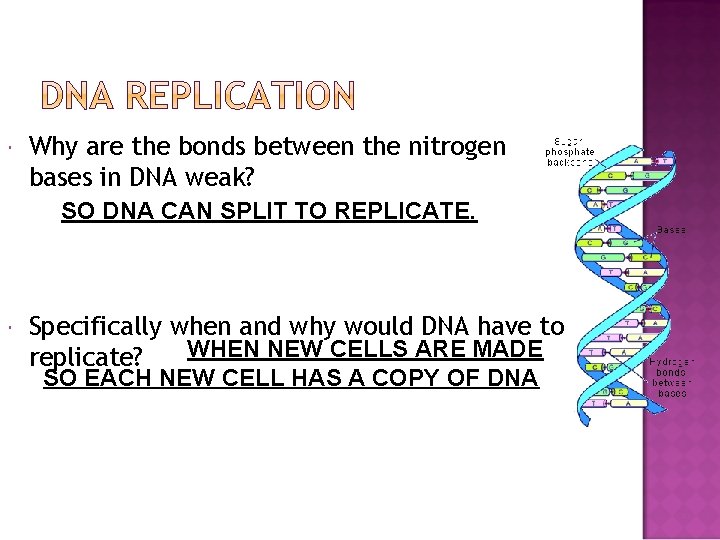  Why are the bonds between the nitrogen bases in DNA weak? SO DNA