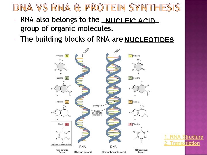 RNA also belongs to the NUCLEIC ACID group of organic molecules. The building