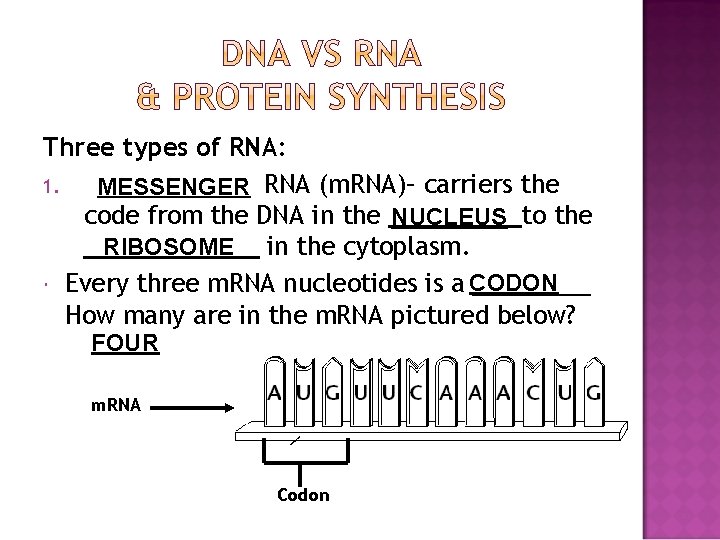 Three types of RNA: 1. MESSENGER RNA (m. RNA)– carriers the code from the