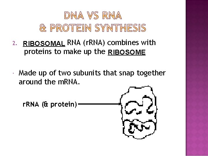 2. RIBOSOMAL RNA (r. RNA) combines with proteins to make up the RIBOSOME Made