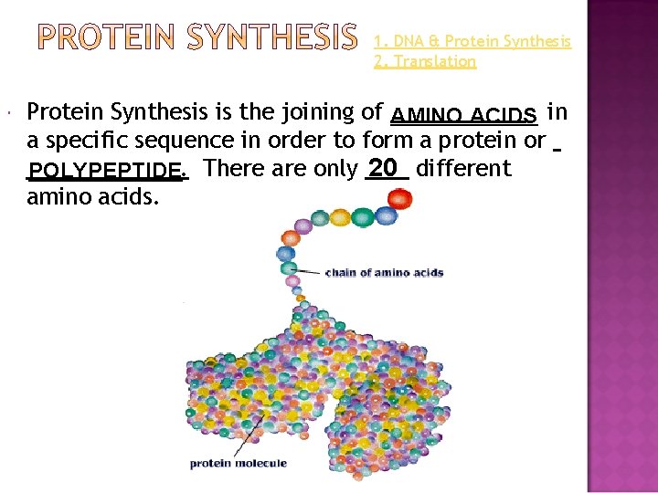 1. DNA & Protein Synthesis 2. Translation Protein Synthesis is the joining of AMINO