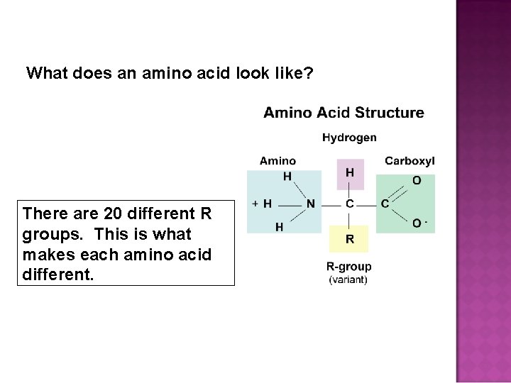 What does an amino acid look like? There are 20 different R groups. This