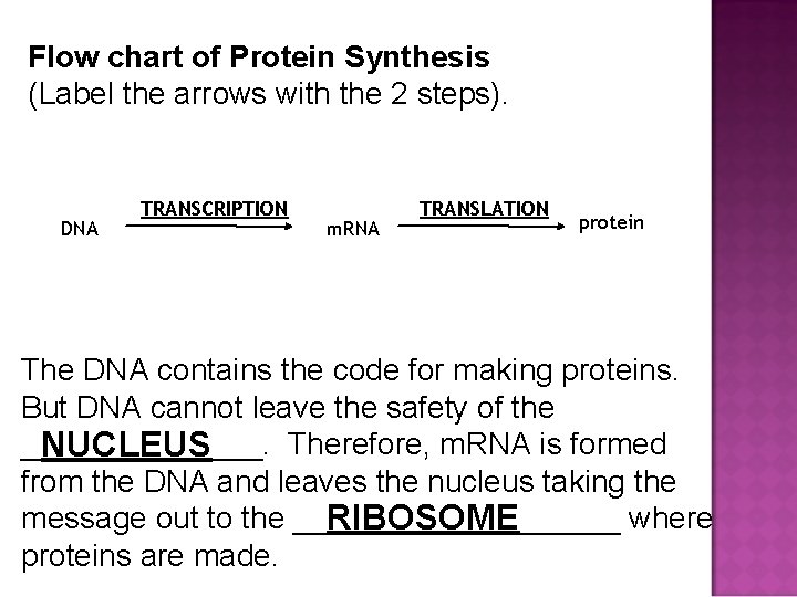 Flow chart of Protein Synthesis (Label the arrows with the 2 steps). DNA TRANSCRIPTION