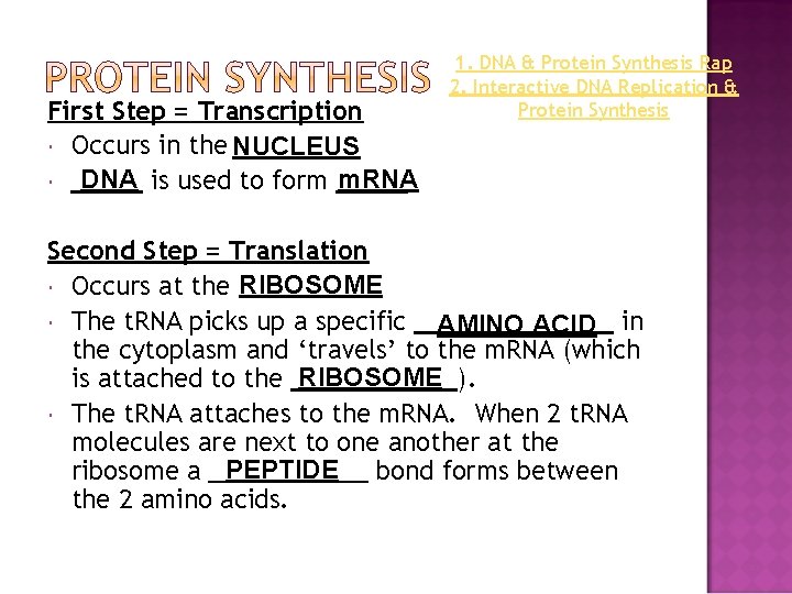 First Step = Transcription Occurs in the NUCLEUS DNA is used to form m.