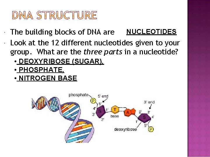  NUCLEOTIDES The building blocks of DNA are Look at the 12 different nucleotides