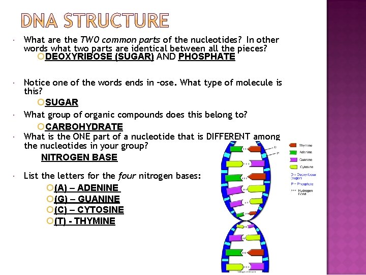  What are the TWO common parts of the nucleotides? In other words what