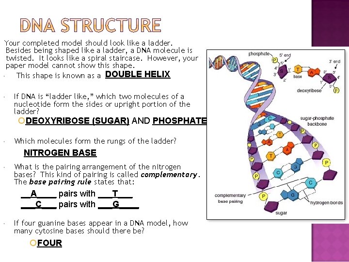 Your completed model should look like a ladder. Besides being shaped like a ladder,