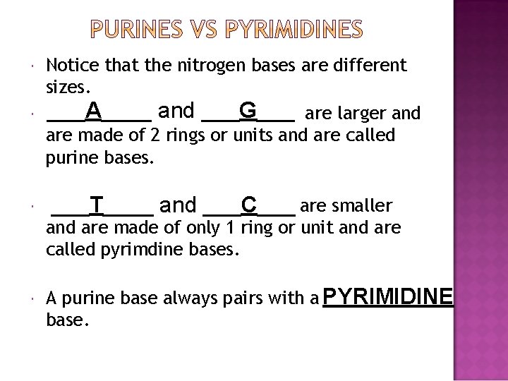  Notice that the nitrogen bases are different sizes. ___A____ and ___G___ are larger