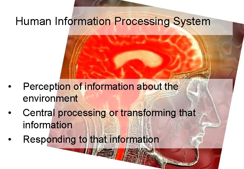 Human Information Processing System • • • Perception of information about the environment Central