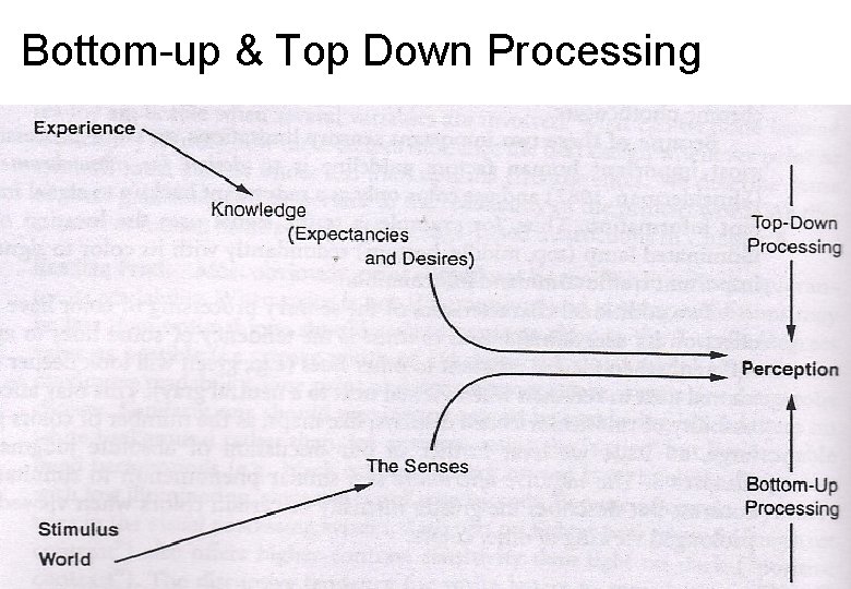 Bottom-up & Top Down Processing 