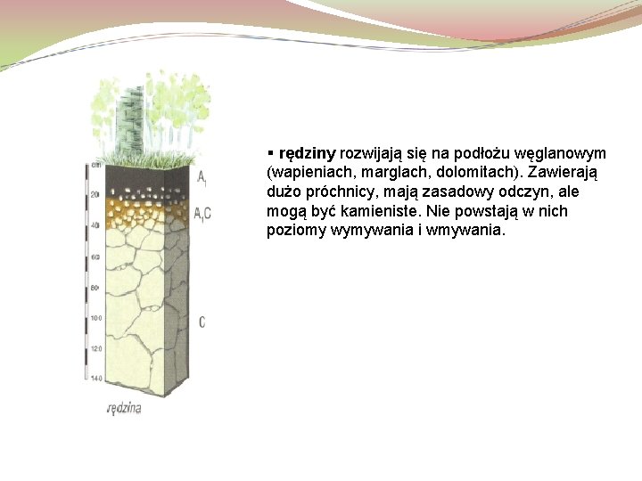 § rędziny rozwijają się na podłożu węglanowym (wapieniach, marglach, dolomitach). Zawierają dużo próchnicy, mają