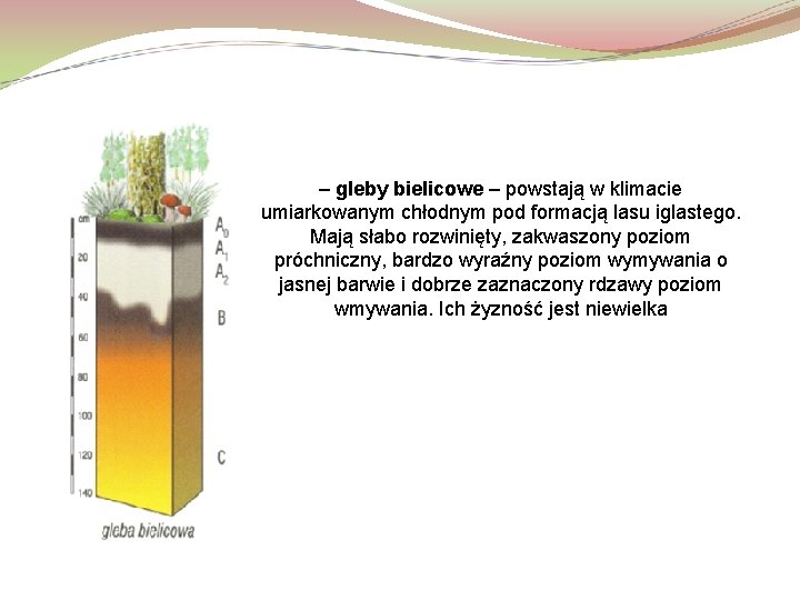 – gleby bielicowe – powstają w klimacie umiarkowanym chłodnym pod formacją lasu iglastego. Mają