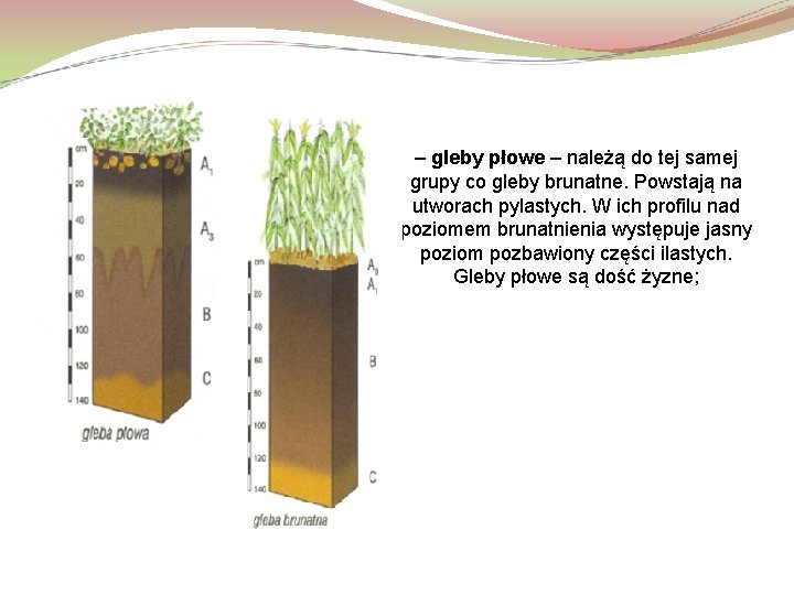 – gleby płowe – należą do tej samej grupy co gleby brunatne. Powstają na