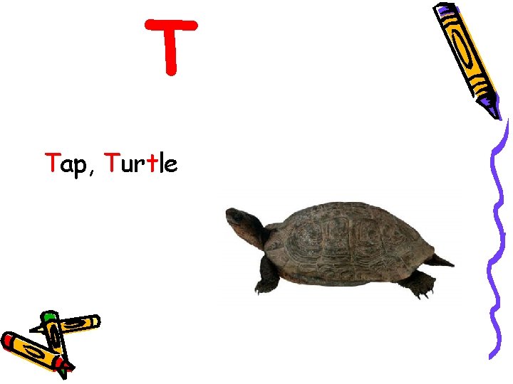 T Tap, Turtle 