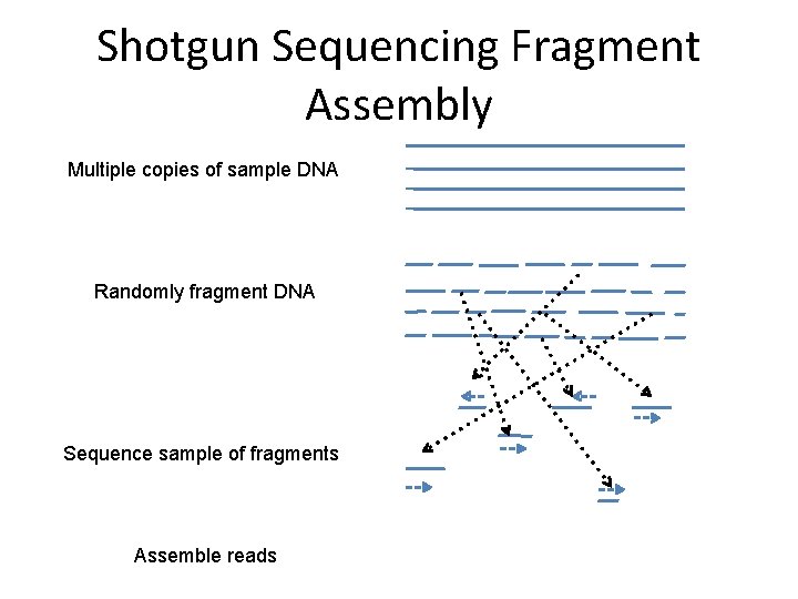 Shotgun Sequencing Fragment Assembly Multiple copies of sample DNA Randomly fragment DNA Sequence sample