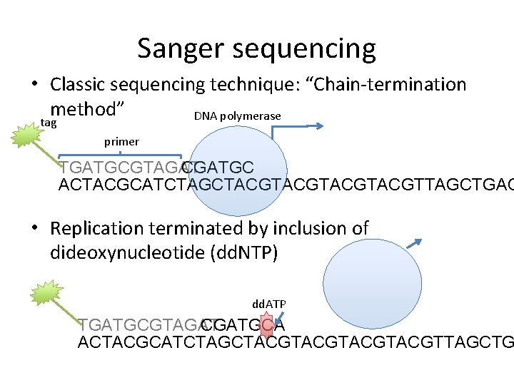 Sanger sequencing • Classic sequencing technique: “Chain-termination method” DNA polymerase tag primer TGATGCGTAGAT CGATGC