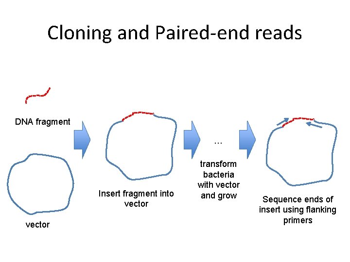 Cloning and Paired-end reads DNA fragment … Insert fragment into vector transform bacteria with