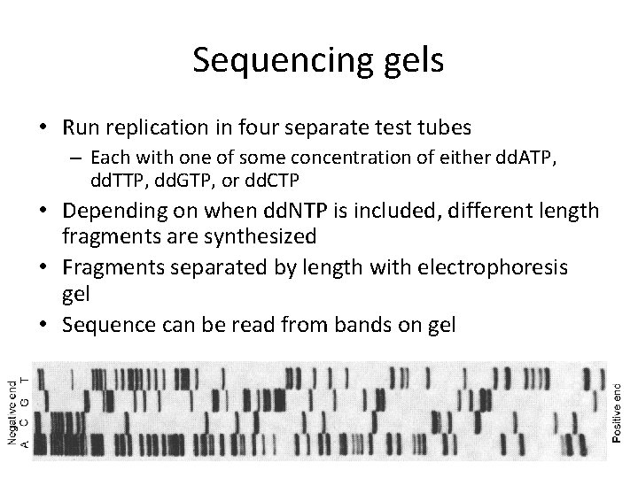 Sequencing gels • Run replication in four separate test tubes – Each with one