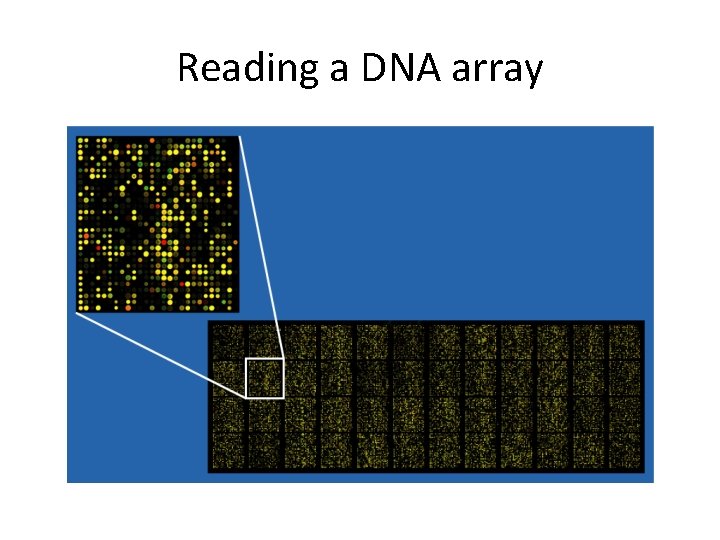 Reading a DNA array 