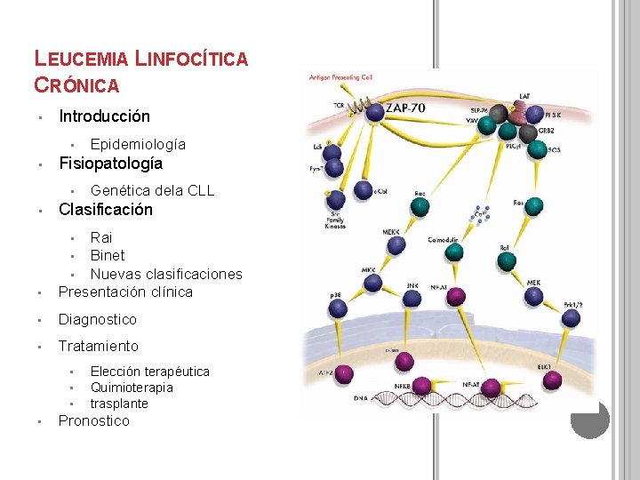 LEUCEMIA LINFOCÍTICA CRÓNICA • Introducción • • Epidemiología Fisiopatología • Genética dela CLL •