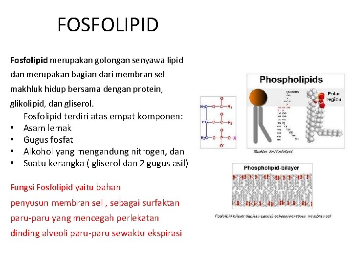 FOSFOLIPID Fosfolipid merupakan golongan senyawa lipid dan merupakan bagian dari membran sel makhluk hidup