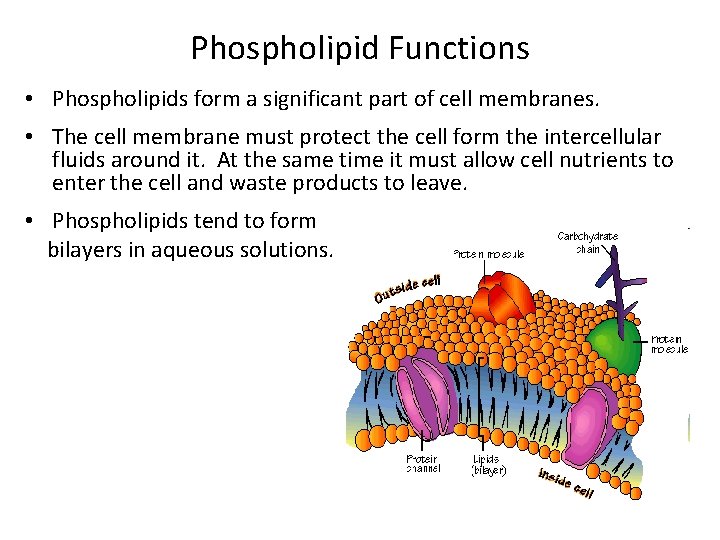 Phospholipid Functions • Phospholipids form a significant part of cell membranes. • The cell