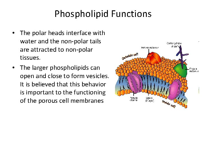 Phospholipid Functions • The polar heads interface with water and the non-polar tails are