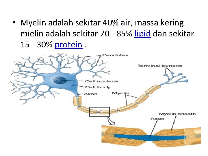  • Myelin adalah sekitar 40% air, massa kering mielin adalah sekitar 70 -