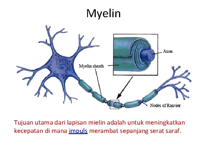 Myelin Tujuan utama dari lapisan mielin adalah untuk meningkatkan kecepatan di mana impuls merambat