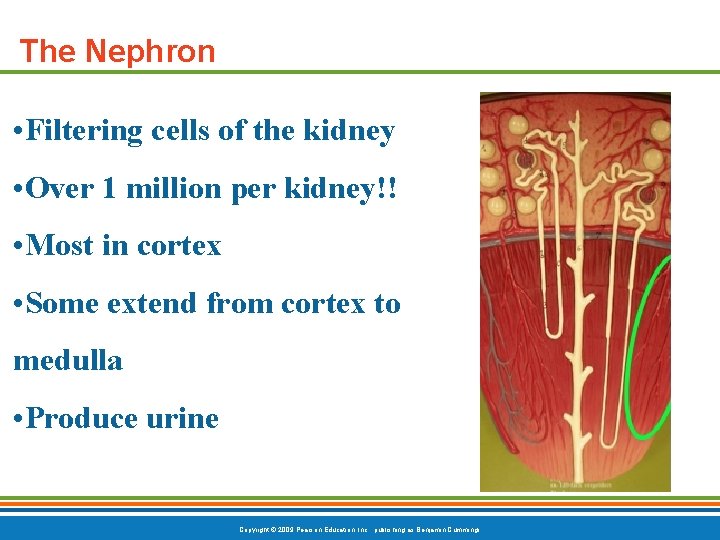 The Nephron • Filtering cells of the kidney • Over 1 million per kidney!!