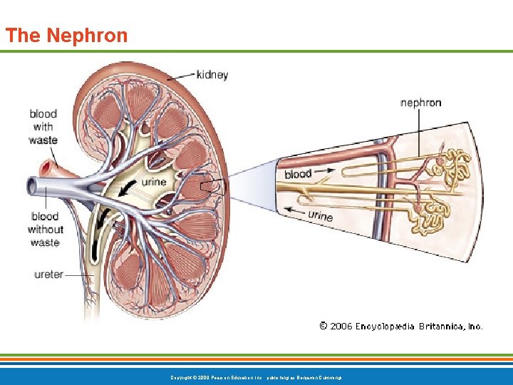 The Nephron Copyright © 2009 Pearson Education, Inc. , publishing as Benjamin Cummings 