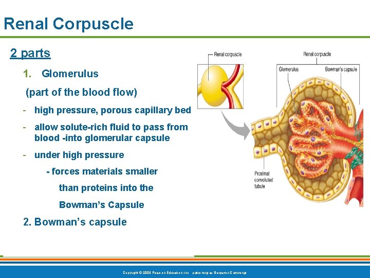 Renal Corpuscle 2 parts 1. Glomerulus (part of the blood flow) - high pressure,