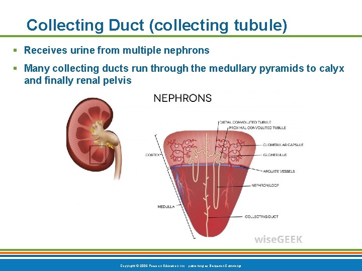 Collecting Duct (collecting tubule) § Receives urine from multiple nephrons § Many collecting ducts