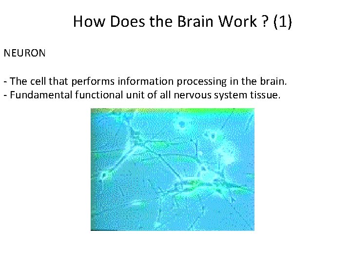 How Does the Brain Work ? (1) NEURON - The cell that performs information