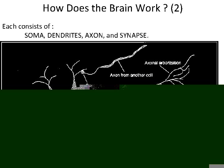How Does the Brain Work ? (2) Each consists of : SOMA, DENDRITES, AXON,