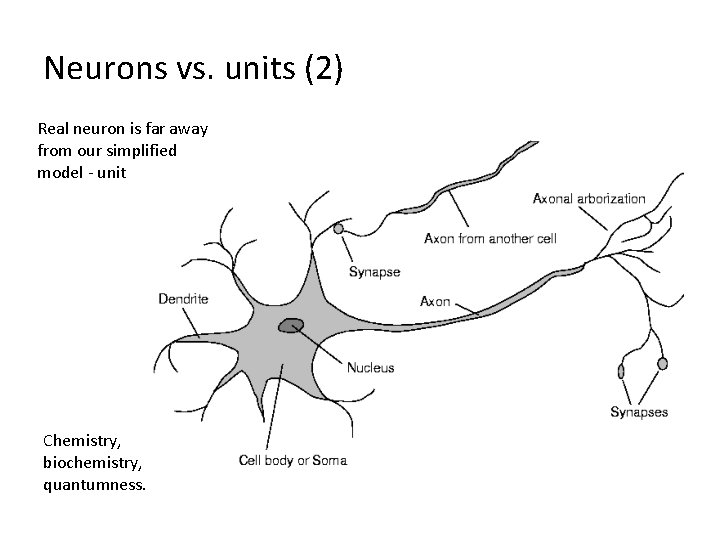 Neurons vs. units (2) Real neuron is far away from our simplified model -