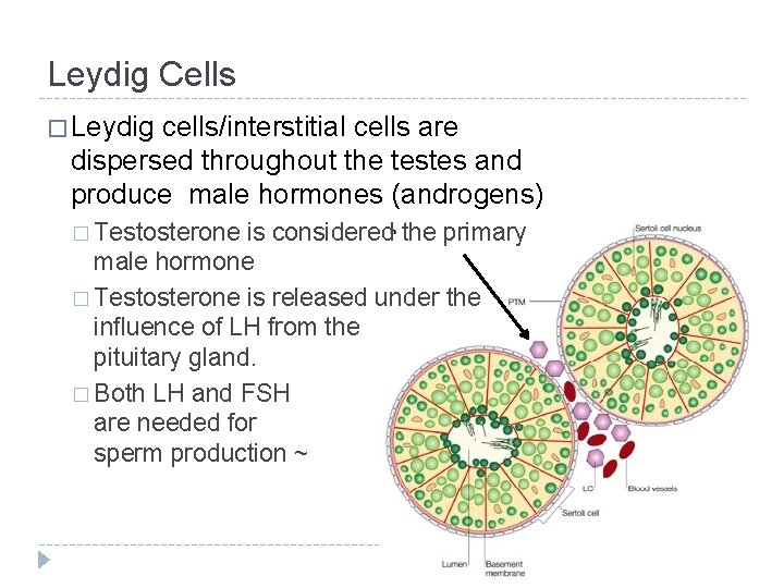 Leydig Cells � Leydig cells/interstitial cells are dispersed throughout the testes and produce male Leydig Cells � Leydig cells/interstitial cells are dispersed throughout the testes and produce male