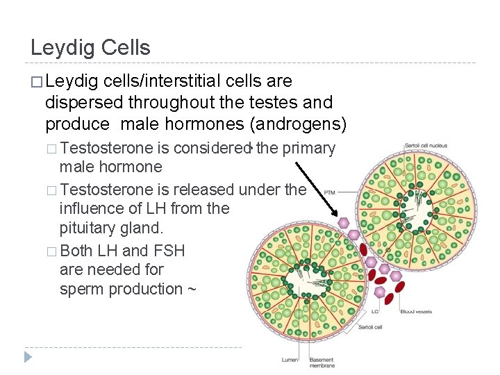 Leydig Cells � Leydig cells/interstitial cells are dispersed throughout the testes and produce male