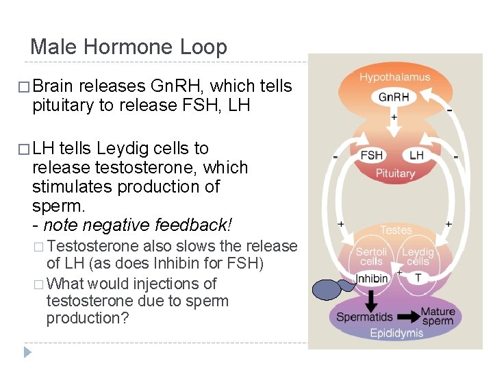 Male Hormone Loop � Brain releases Gn. RH, which tells pituitary to release FSH, Male Hormone Loop � Brain releases Gn. RH, which tells pituitary to release FSH,