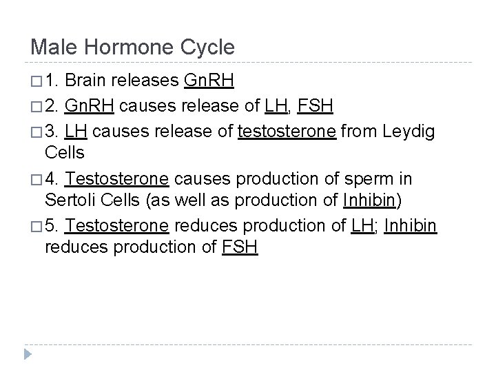 Male Hormone Cycle � 1. Brain releases Gn. RH � 2. Gn. RH causes