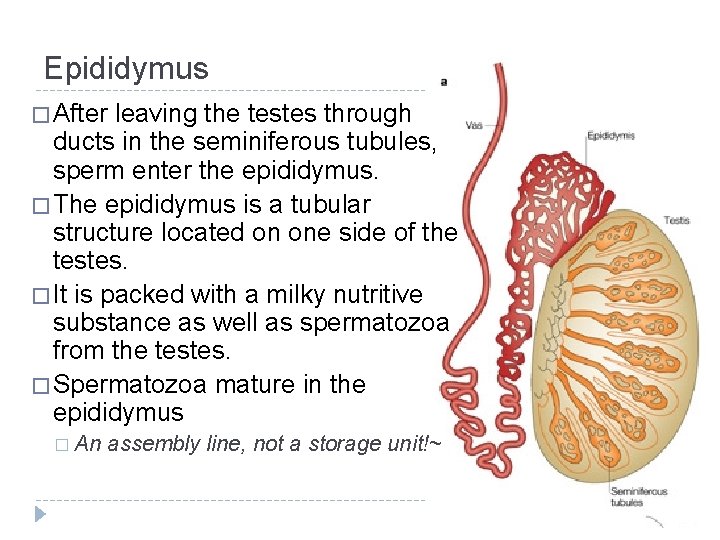 Epididymus � After leaving the testes through ducts in the seminiferous tubules, sperm enter